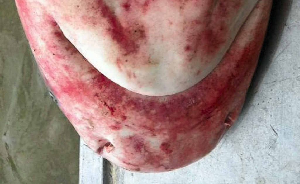 This shark with a red rash was caught in the Gladstone area in late October. This shark with a red rash was caught in the Gladstone area in late October.